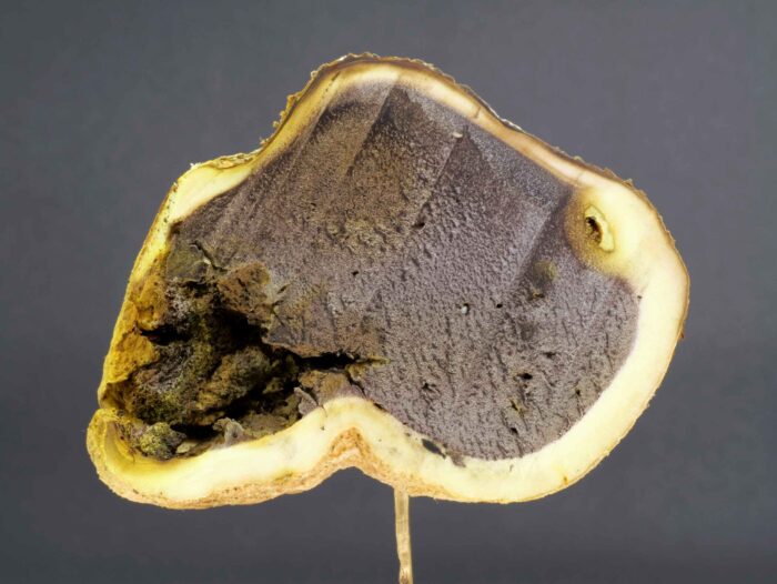 Scleroderma citrinum – Dickschaliger Kartoffelbovist, die sporenbildente Schicht im Inneren ist schon fast reif