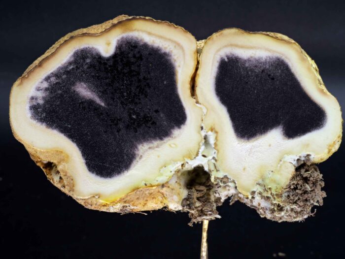 Scleroderma citrinum – Dickschaliger Kartoffelbovist, deutlich erkennt man hier die dicke Schale des Fruchtkörpers