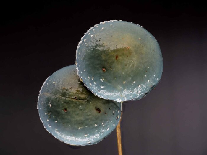 Stropharia aeruginosa – Grünspan-Träuschling, bei Nässe leicht schmierige Hutoberfläche