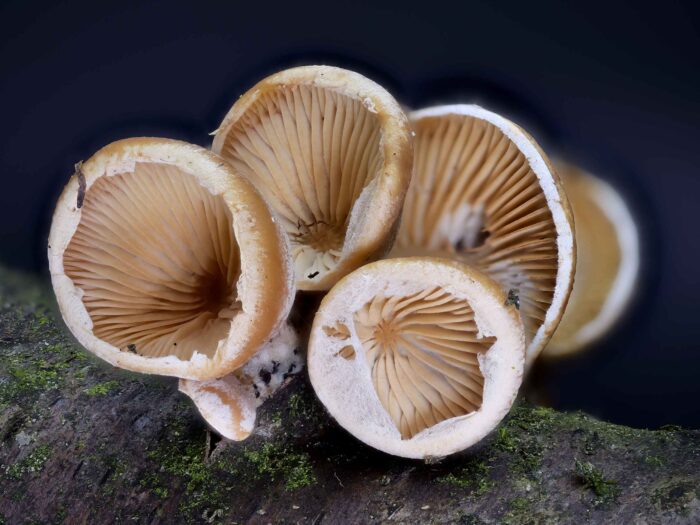 Tectella patellaris – Klebriger Schleierseitling, mittig treffen die Lamellen in einer Art Scheibe aufeinander