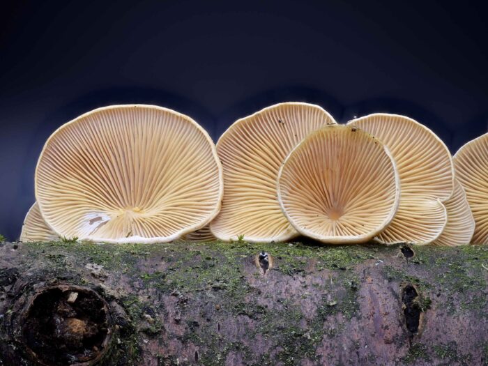 Tectella patellaris – Klebriger Schleierseitling, dieser Pilz ist im Vogtland sehr selten