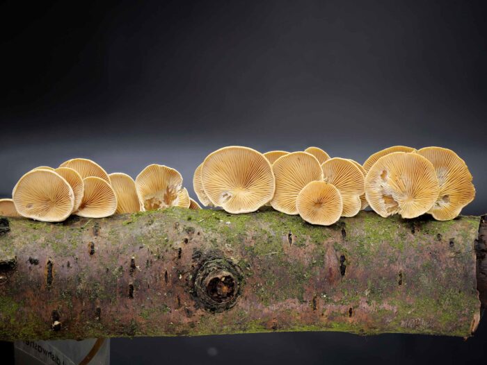 Tectella patellaris – Klebriger Schleierseitling, mittig treffen die Lamellen in einer Art Scheibe aufeinander
