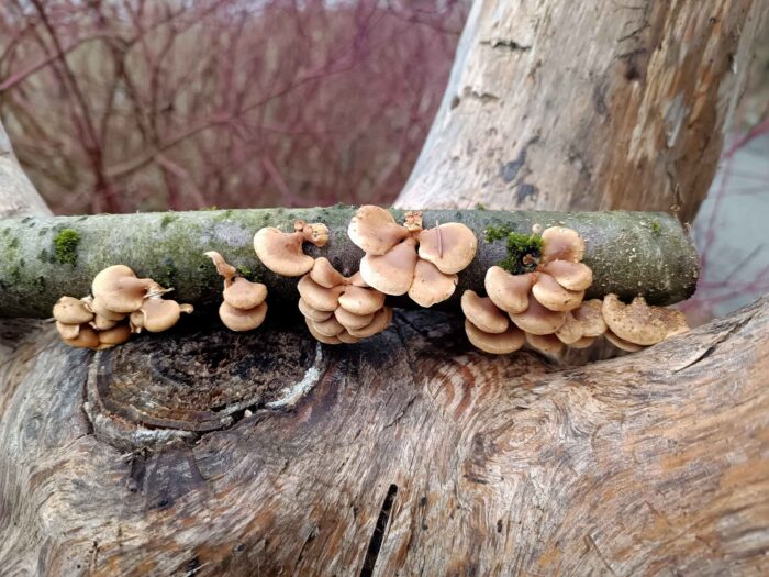 Tectella patellaris – Klebriger Schleierseitling, Fund auf Totholz eines Kirschbaumes