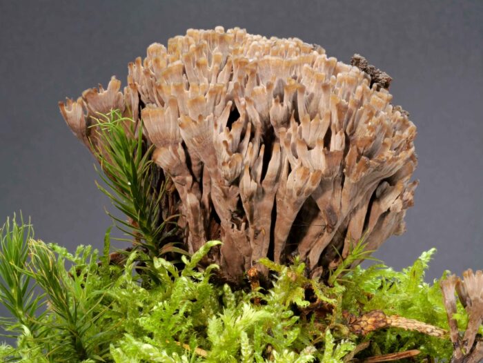 Thelephora palmata – Stinkender Warzenpilz, Studiophoto