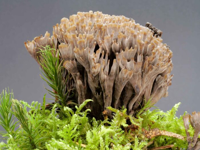 Thelephora palmata – Stinkender Warzenpilz, ein wunderschöner Pilz