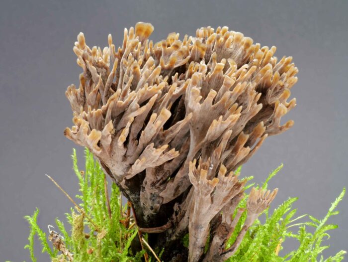 Thelephora palmata – Stinkender Warzenpilz, der Pilz riecht wirklich sehr unangenehm