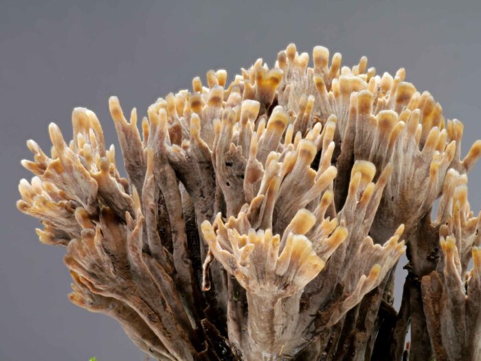 Thelephora palmata – Stinkender Warzenpilz, geweihförmige Verästlung