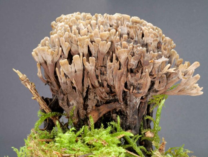 Thelephora palmata – Stinkender Warzenpilz, der Pilz im Bild ist 7 cm hoch