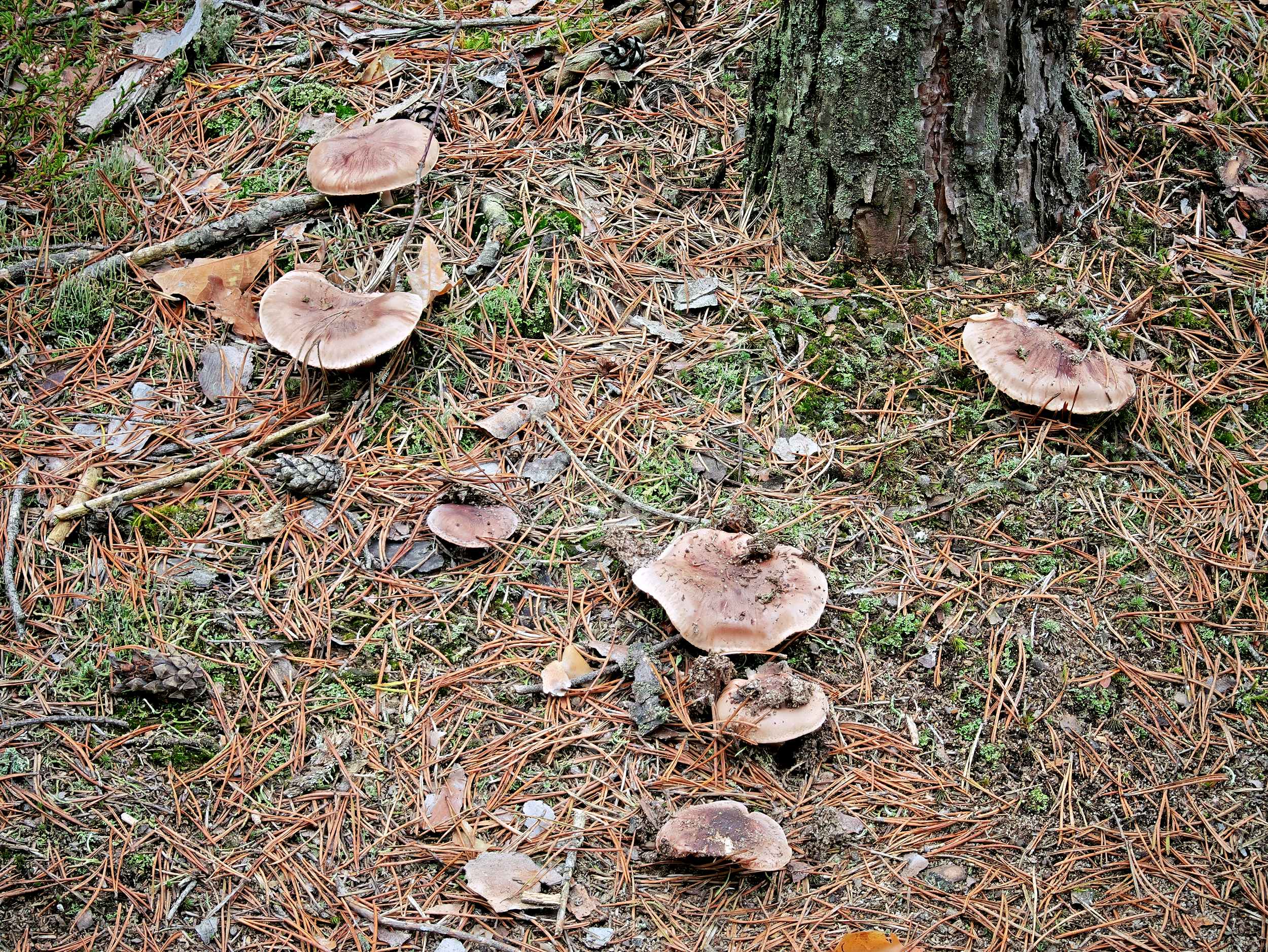 Tricholoma albobrunneum – Weißbrauner Ritterling