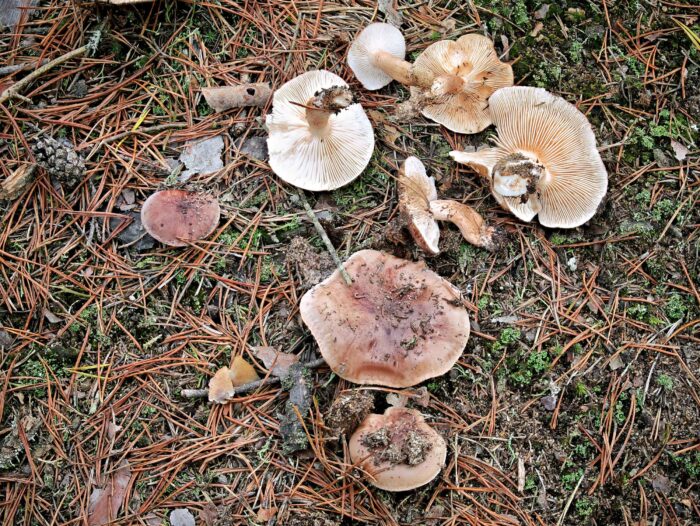 Tricholoma albobrunneum – Weißbrauner Ritterling, ein schöner Fund nahe Nürnberg