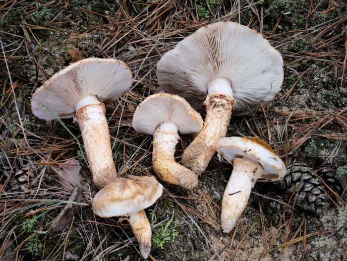 Tricholoma focale – Halsband-Ritterling, deutlich ist das namensgebende Halsband am Stiel zu sehen