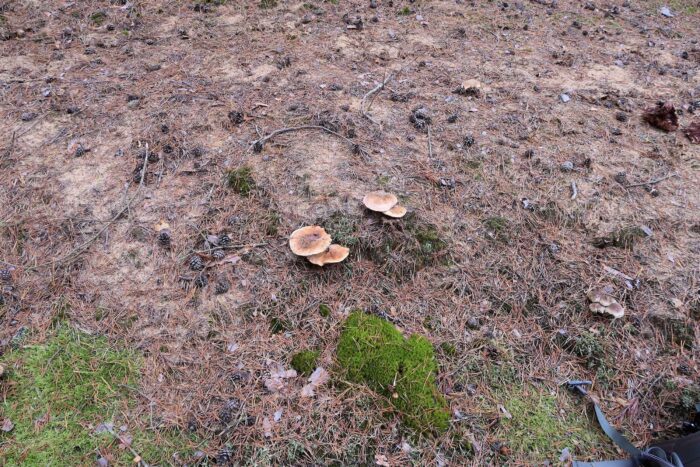 Tricholoma focale – Halsband-Ritterling, Fund auf Sandboden mit Kiefern