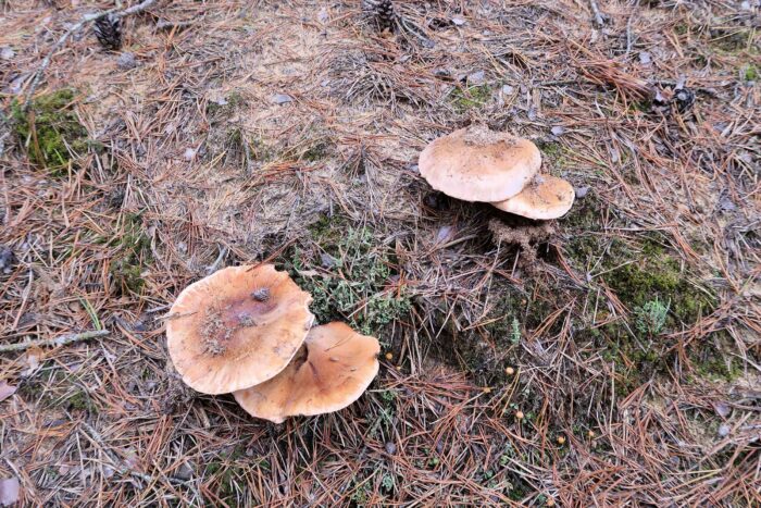 Tricholoma focale – Halsband-Ritterling, typische Hutfarben