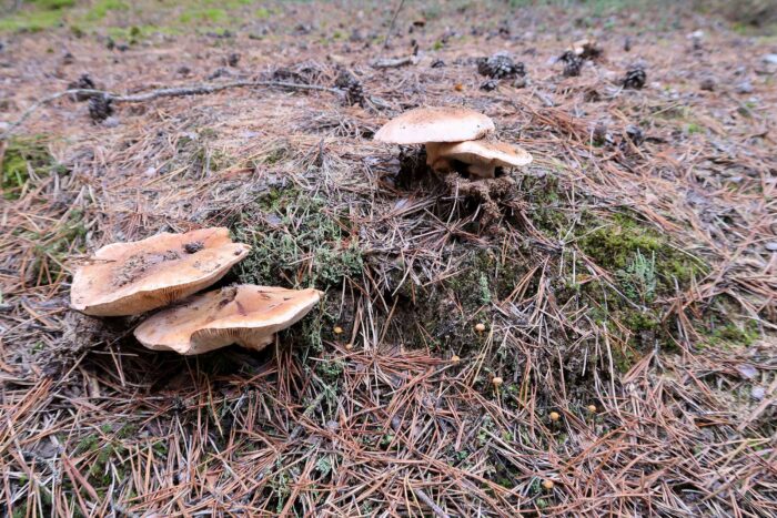 Tricholoma focale – Halsband-Ritterling, ein seltener Fund nahe Nürnberg
