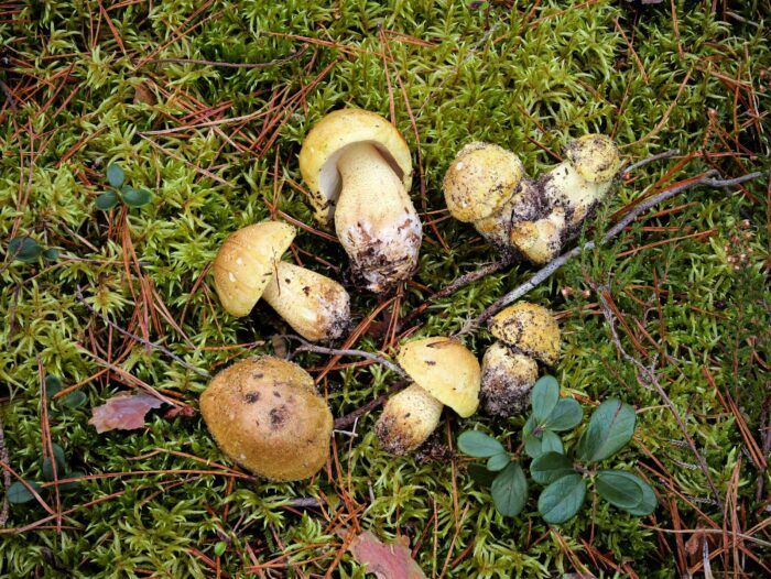 Tricholoma joachimii – Olivgrüner Ritterling, ein seltener Fund nahe Nürnberg