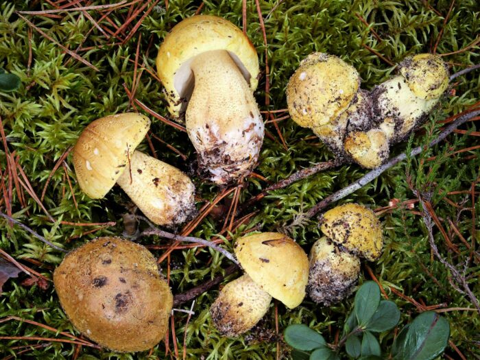 Tricholoma joachimii – Olivgrüner Ritterling, ein sehr seltener Fund