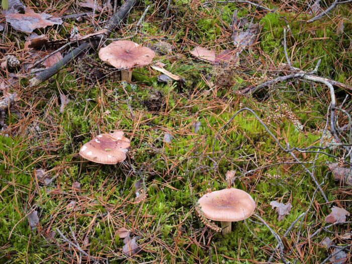 Tricholoma pessundatum – Getropfter Ritterling, ein seltener Fund aus Franken
