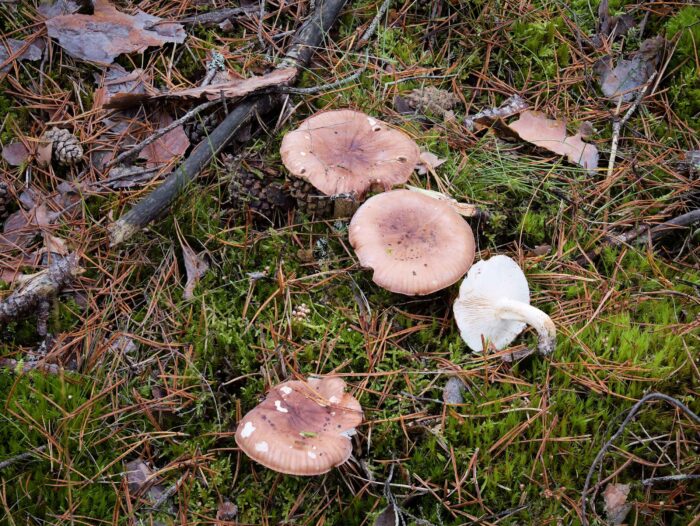 Tricholoma pessundatum – Getropfter Ritterling, Fund im Kiefernwald