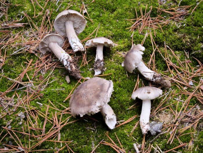 Tricholoma sudum – Falbgrauer Ritterling, ein seltener Fund nahe Nürnberg