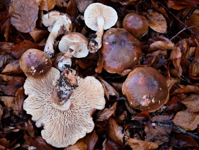 Tricholoma ustale - Brandiger Ritterling, Fund in Laub bei Bodenfrost im Spätherbst