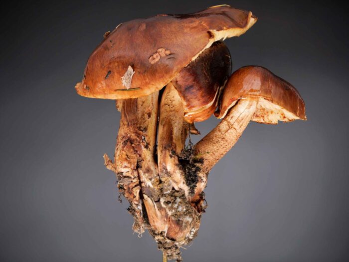Tricholoma ustale - Brandiger Ritterling, typische Farben