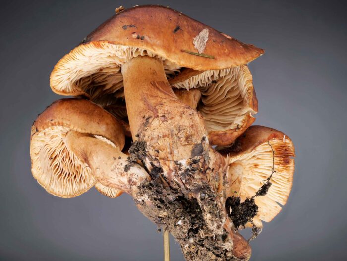 Tricholoma ustale - Brandiger Ritterling, Studioaufnahme