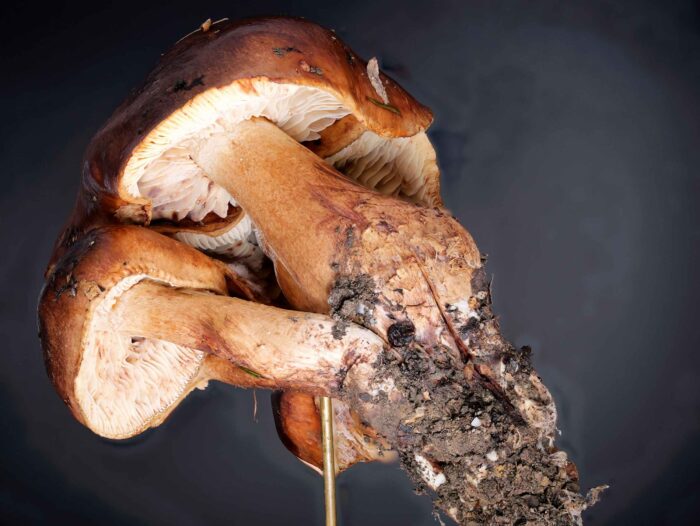 Tricholoma ustale - Brandiger Ritterling, gefleckte Lamellen