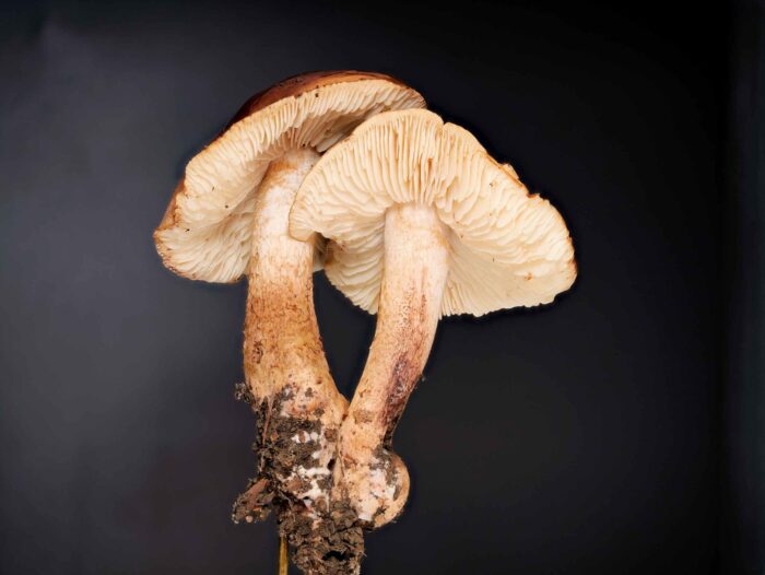 Tricholoma ustale - Brandiger Ritterling, typische Färbungen