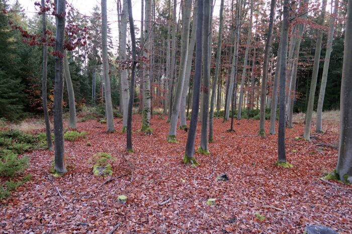 Tricholoma ustale - Brandiger Ritterling, Fundort nahe Syrau mit Bodenfrost