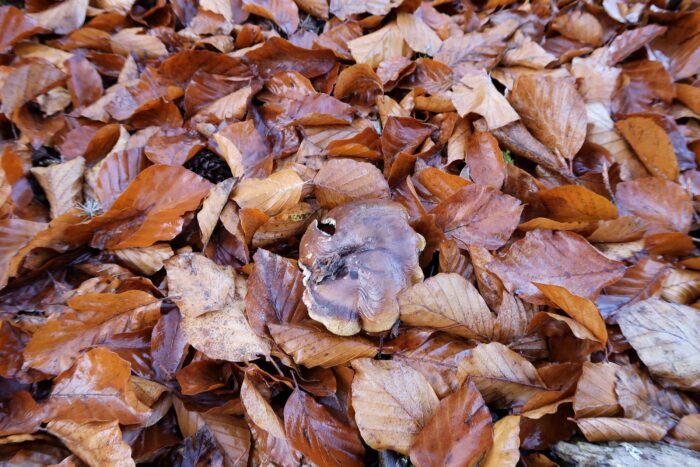 Tricholoma ustale - Brandiger Ritterling, gefrorener Fruchtkörper im Buchenlaub