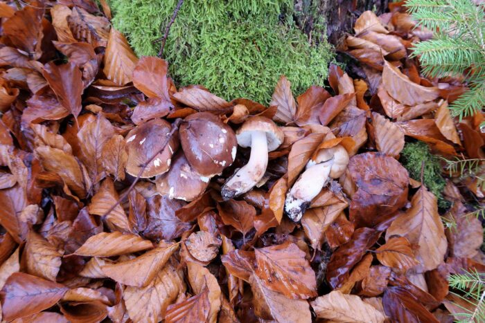 Tricholoma ustale - Brandiger Ritterling, die braunen Pilze sind im Laub gut getarnt