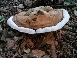 Ganoderma adspersum &ndash; Wulstiger Lackporling, die lackartige Oberfl&auml;che ist voll mit braunem Sporenpulver, der wei&szlig;e, wulstige Rand ist typisch