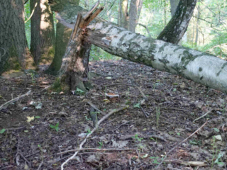 Ganoderma applanatum &ndash; Wulstiger Lackporling, selten findet man Fruchtk&ouml;rper, welche auf am Boden liegendem Holz wachsen