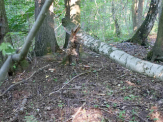 Ganoderma adspersum &ndash; Wulstiger Lackporling, Fundort ist die Quelle in Bad Linda