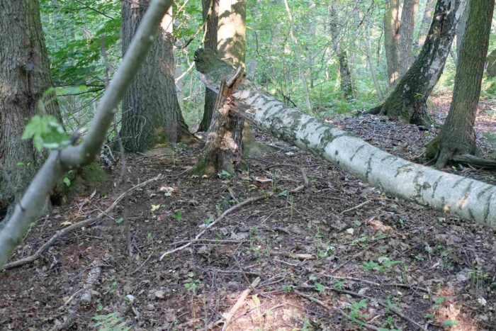 Ganoderma adspersum – Wulstiger Lackporling, Fundort ist die Quelle in Bad Linda