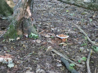Ganoderma adspersum &ndash; Wulstiger Lackporling, w&auml;chst auf Tozholz