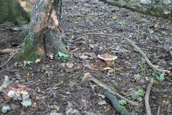 Ganoderma adspersum – Wulstiger Lackporling, wächst auf Tozholz