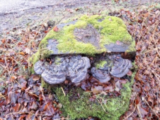 Ganoderma applanatum &ndash; Flacher Lackporling, fast 30 cm breit Exemplare auf Totholz