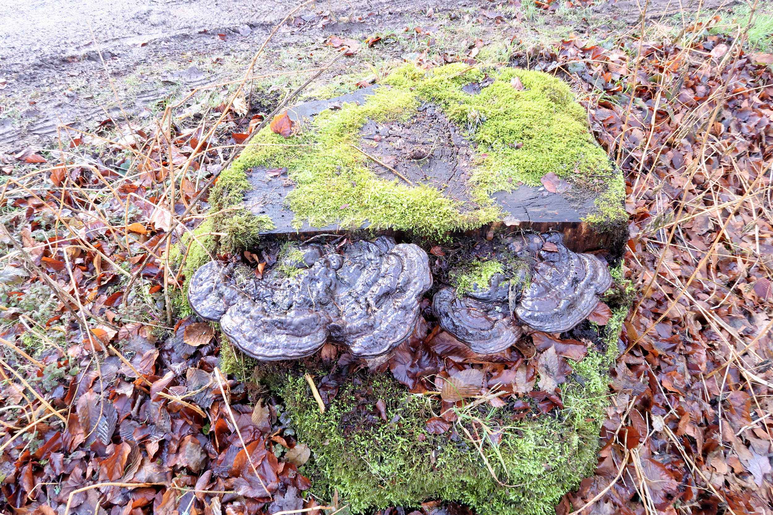 Ganoderma applanatum – Flacher Lackporling