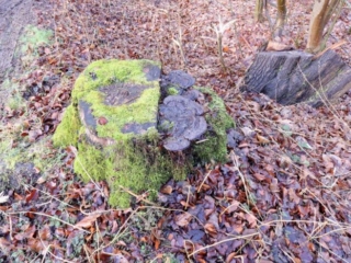 Ganoderma applanatum &ndash; Flacher Lackporling, typisch die lackgl&auml;nzende Oberfl&auml;che