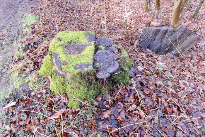 Ganoderma applanatum – Flacher Lackporling, typisch die lackglänzende Oberfläche