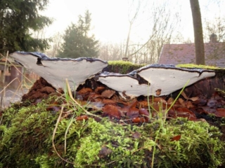 Ganoderma applanatum &ndash; Flacher Lackporling, auf die wei&szlig;e Unterseite kann man malen, daher auch &bdquo;Malerpilz&ldquo; genannt