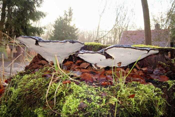 Ganoderma applanatum – Flacher Lackporling, auf die weiße Unterseite kann man malen, daher auch „Malerpilz“ genannt