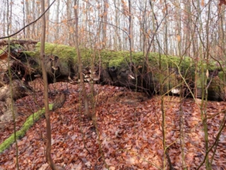 Ganoderma applanatum &ndash; Flacher Lackporling, eine tote Buche ist komplett bewachsen