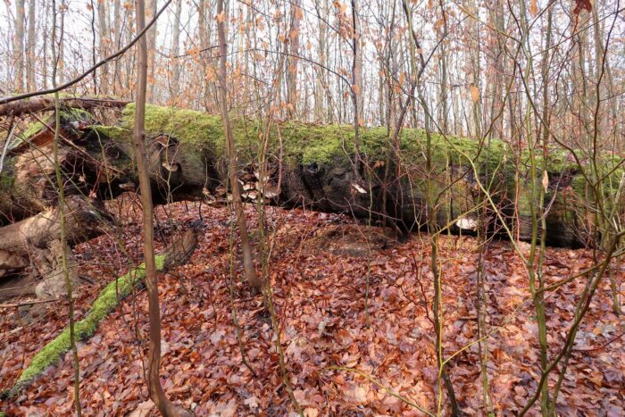 Ganoderma applanatum – Flacher Lackporling, eine tote Buche ist komplett bewachsen
