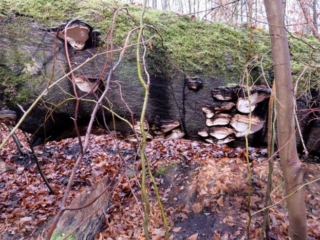 Ganoderma applanatum &ndash; Flacher Lackporling, gro&szlig;e Gruppe von Fruchtk&ouml;rpern