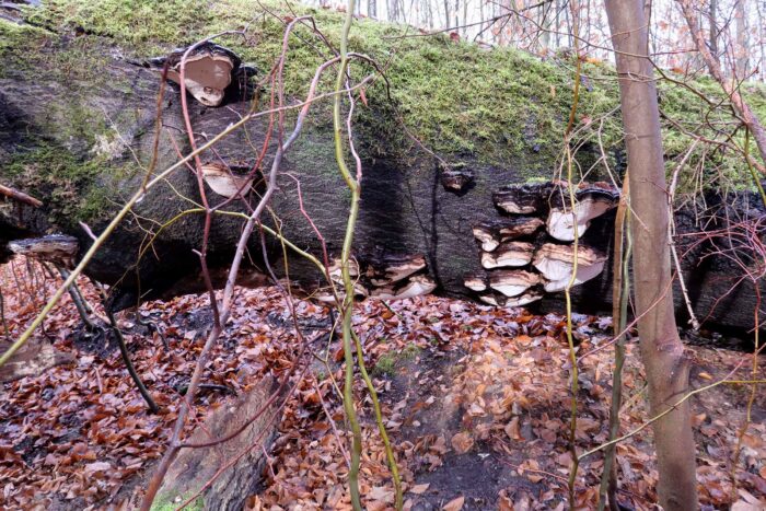 Ganoderma applanatum – Flacher Lackporling, große Gruppe von Fruchtkörpern