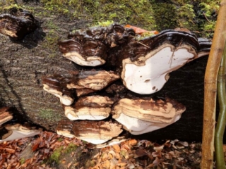 Ganoderma applanatum &ndash; Flacher Lackporling, gro&szlig;e Gruppe an der Seite eines Baumstammes