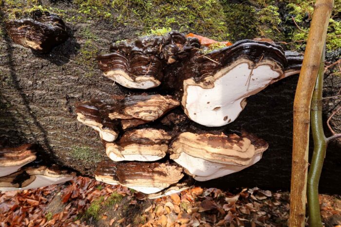 Ganoderma applanatum – Flacher Lackporling, große Gruppe an der Seite eines Baumstammes