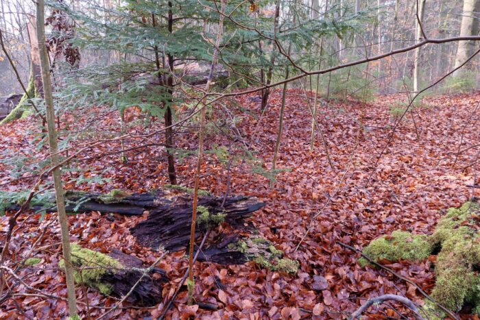 Mycena tintinnabulum – Winter-Helmling, Fundort im Laubwald auf stark verwittertem Totholz
